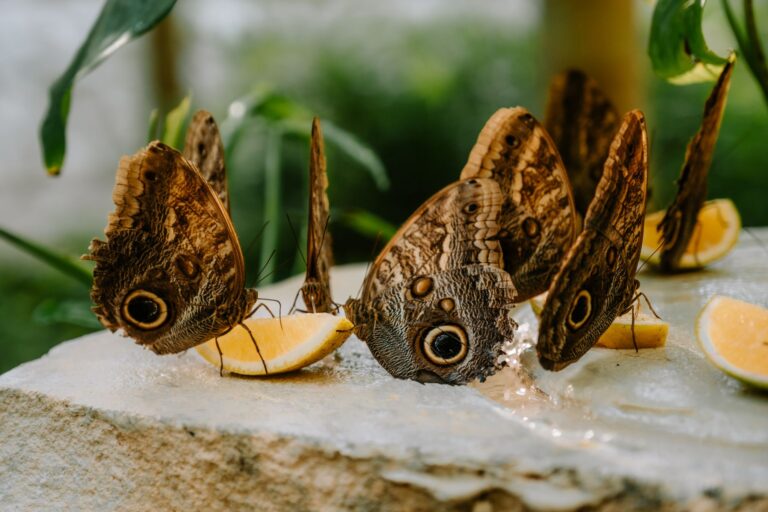Sustentabilidade: Práticas Verdes Inovadoras na Pousada Estrela Cordel